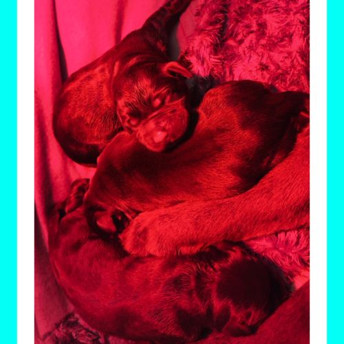 Chiots labradors retrievers chocolats à réserver. #1