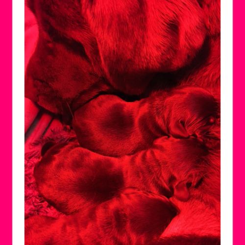 Chiots labradors retrievers chocolats à réserver. #2