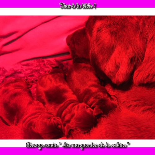 Chiots labradors retrievers chocolats à réserver. #3