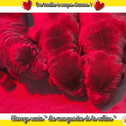 Chiots labradors retrievers chocolats à réserver. #4