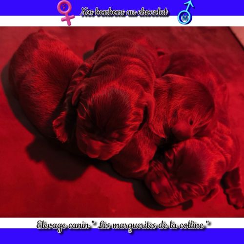 Chiots labradors retrievers chocolats à réserver. #0
