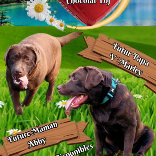 Chiots labradors retrievers chocolats à réserver. #6
