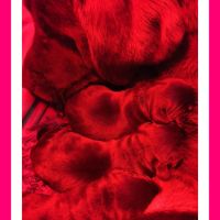 Chiots labradors retrievers chocolats à réserver. #2