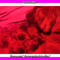 Chiots labradors retrievers chocolats à réserver. #3