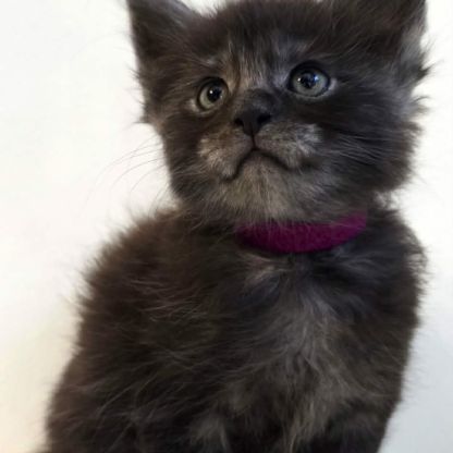 Vente chatons maine coon loof #1