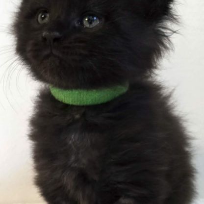 Vente chatons maine coon loof