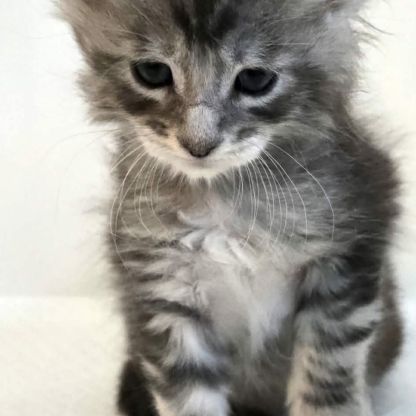 Vente chatons maine coon loof #3