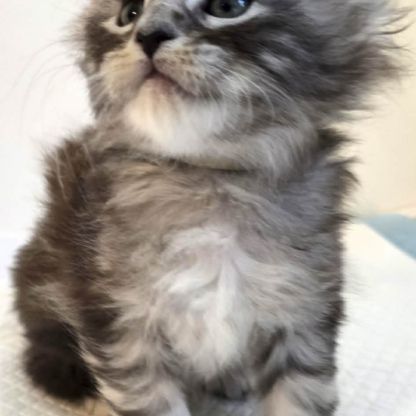 Vente chatons maine coon loof #4