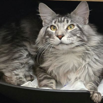 Vente chatons maine coon loof #6