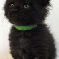 Vente chatons maine coon loof #0