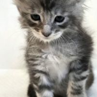 Vente chatons maine coon loof #3