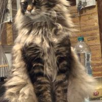 Vente chatons maine coon loof #5