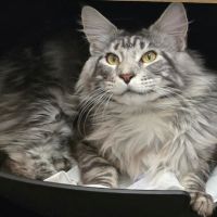 Vente chatons maine coon loof #6