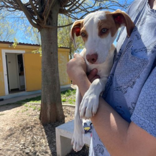 Turbo, chiot de 3 mois à adopter #1