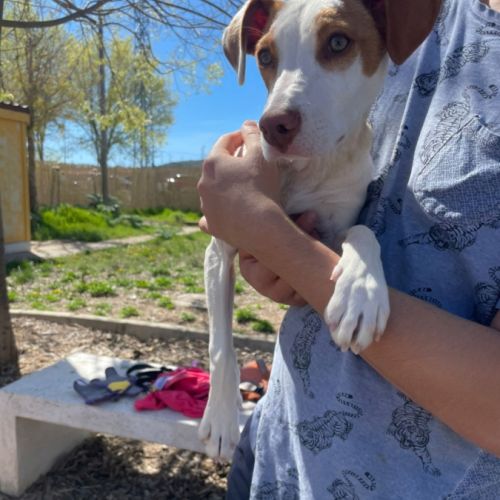 Turbo, chiot de 3 mois à adopter #3