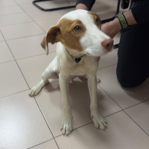 Turbo, chiot de 3 mois à adopter #4