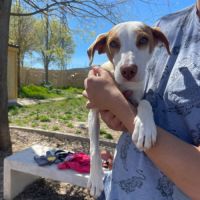 Turbo, chiot de 3 mois à adopter