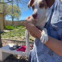 Turbo, chiot de 3 mois à adopter #3