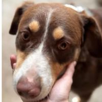 Toby à adopter d'urgence #6