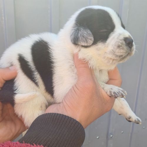 Vend chiots croiser berger australien et braque al