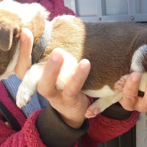 Vend chiots croiser berger australien et braque al #3