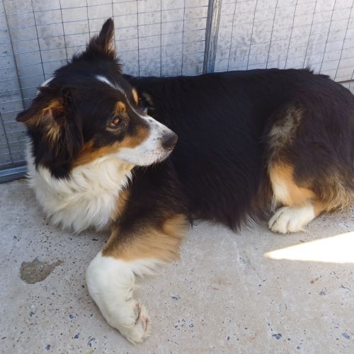 Vend chiots croiser berger australien et braque al #4