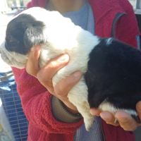 Vend chiots croiser berger australien et braque al #1