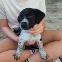 Vend chiots croiser berger australien et braque al #2