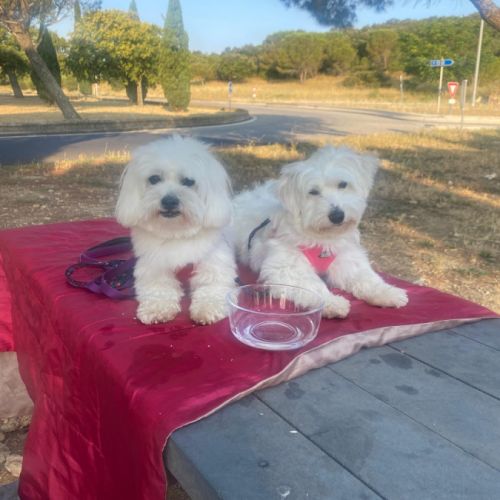 Chiots coton de tuléar #1