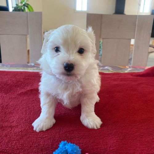 Chiots coton de tuléar #4