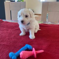 Chiots coton de tuléar #2