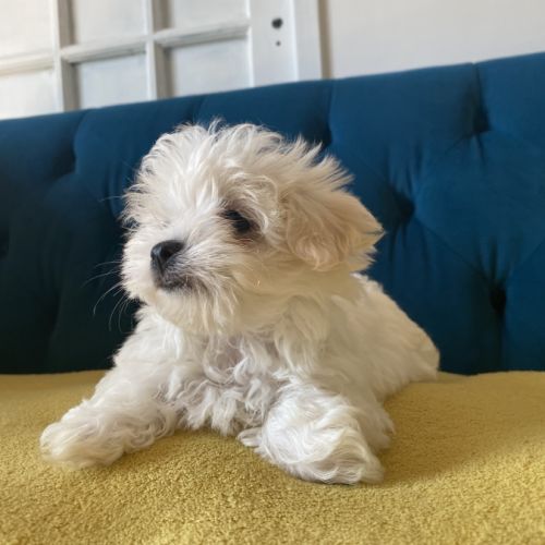 Bichon maltais nains (miniatures environ 2kg) #3