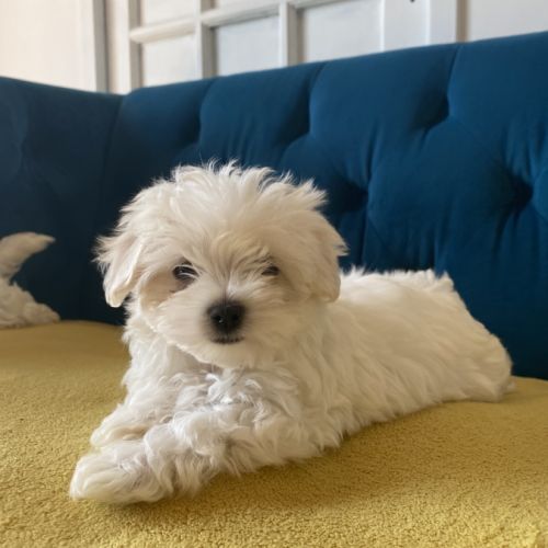 Bichon maltais nains (miniatures environ 2kg) #0