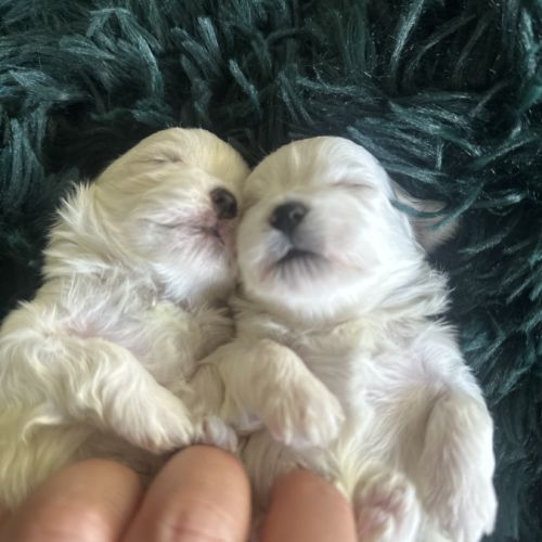 Bichon maltais nains (miniatures environ 2kg) #8