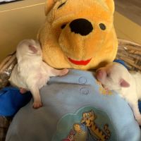 Bichon maltais nains (miniatures environ 2kg) #1