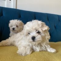 Bichon maltais nains (miniatures environ 2kg) #2