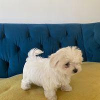 Bichon maltais nains (miniatures environ 2kg) #5