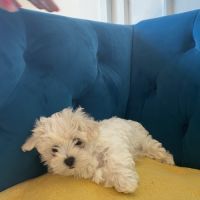 Bichon maltais nains (miniatures environ 2kg) #6