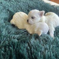 Bichon maltais nains (miniatures environ 2kg) #7