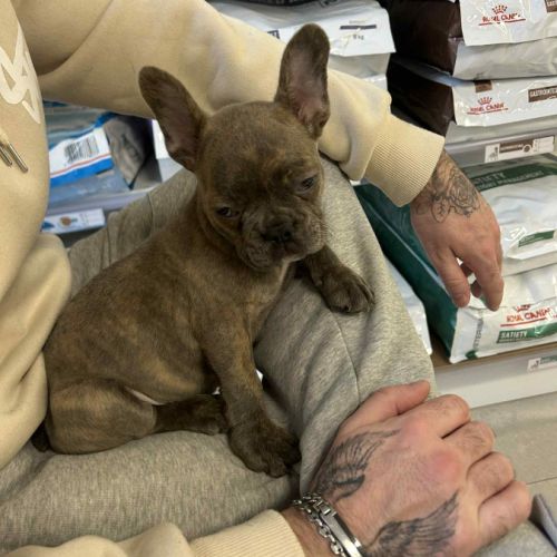 Disponible 3 femelles bouledogue français exo #2