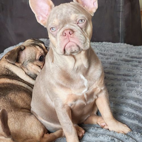 Disponible 3 femelles bouledogue français exo #3
