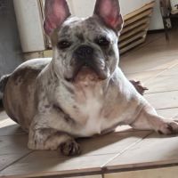 Disponible 3 femelles bouledogue français exo