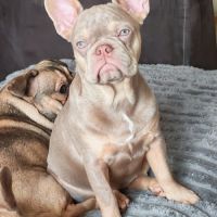Disponible 3 femelles bouledogue français exo #3
