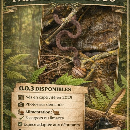 Pareas carinatus (serpent mangeur d’escargots) #1