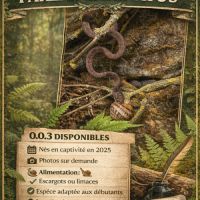 Pareas carinatus (serpent mangeur d’escargots) #1
