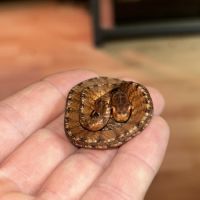 Pareas carinatus (serpent mangeur d’escargots) #2