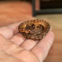Pareas carinatus (serpent mangeur d’escargots) #3