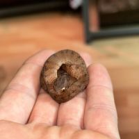 Pareas carinatus (serpent mangeur d’escargots) #0