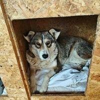 Hope, la douce à adopter #2