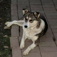 Hope, la douce à adopter #4